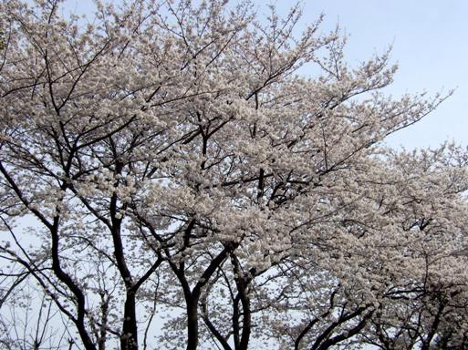 桜-14.jpg