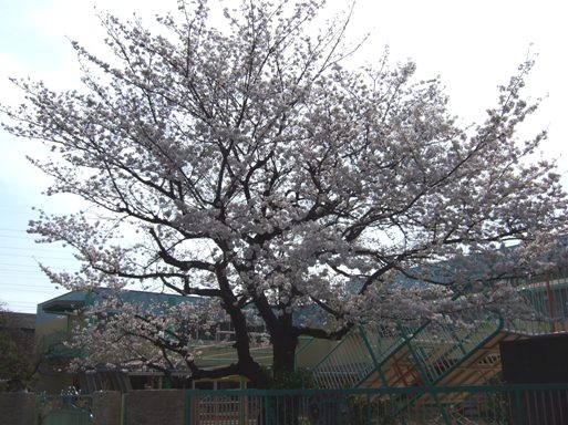 桜-2.jpg