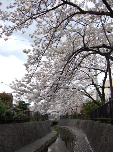 桜-10.jpg