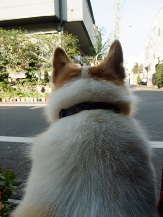 犬くん-1.jpg